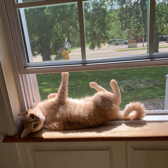 Meet your Posher, Shannon - Picture 4 of 11